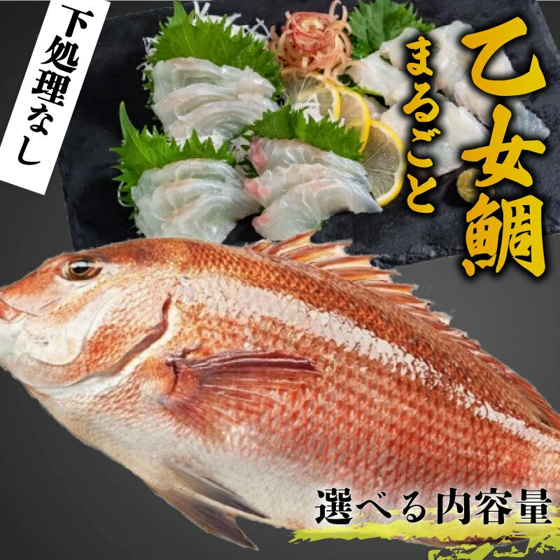 乙女鯛 高知県須崎市産 900g～1kg/1匹
